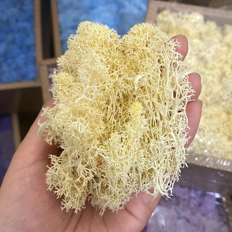 Cheap500/200/100g Eternal Moss HI-Q Artificial Immortal Moss Grass Green Plant Flower DIY Deco Home Handscape Plants Wall Garden