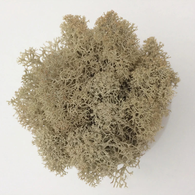 Cheap500/200/100g Eternal Moss HI-Q Artificial Immortal Moss Grass Green Plant Flower DIY Deco Home Handscape Plants Wall Garden